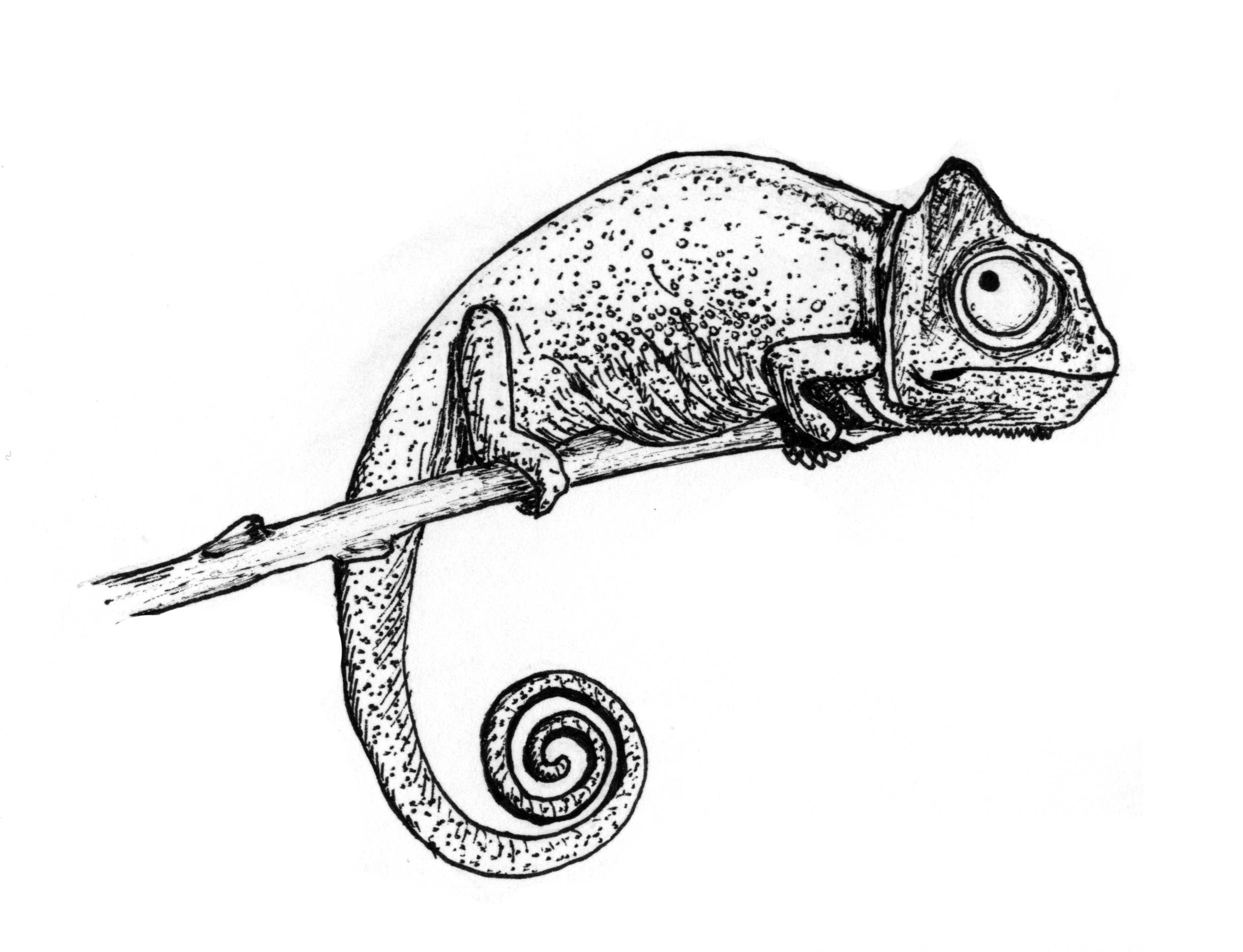 A Kaméleon, aki a végén már nem tudta, milyen színűre váltson