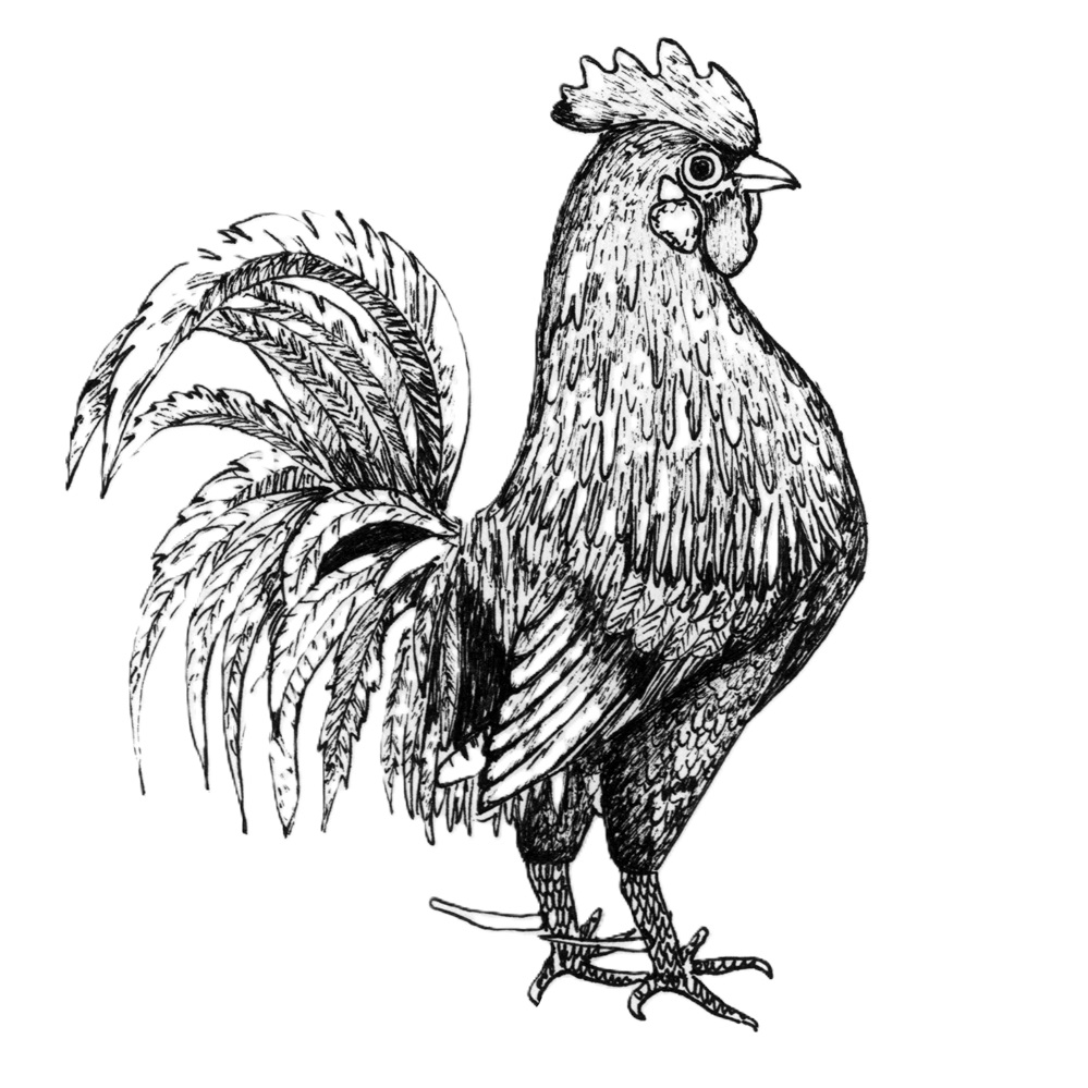 Gallus aureorum ovorum